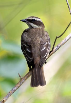 Piratic Flycatcher