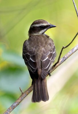 Piratic Flycatcher