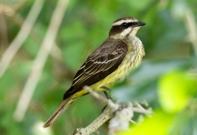 Piratic Flycatcher
