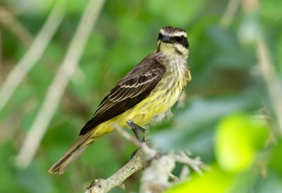 Piratic Flycatcher