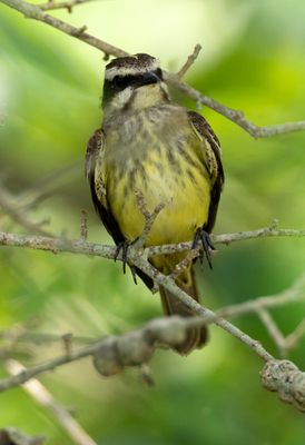 Piratic Flycatcher