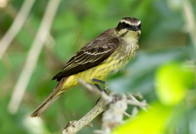 Piratic Flycatcher