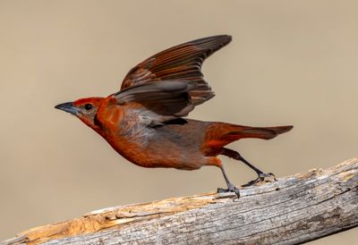 Hepatic Tanager