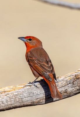 Herpatic Tanager