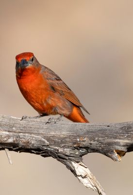 Herpatic Tanager