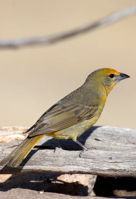 Herpatic Tanager