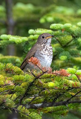 Bicknell's Thrush