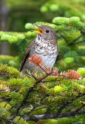 Bicknell's Thrush