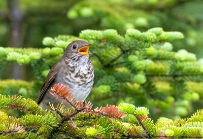Bicknell's Thrush