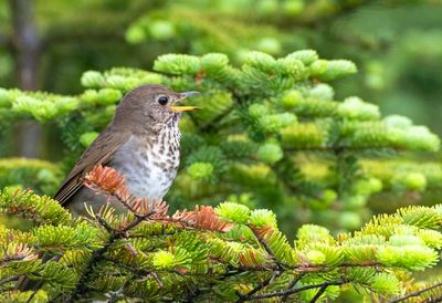 Bicknell's Thrush