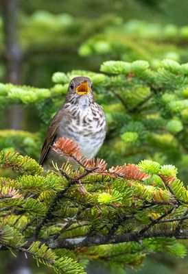 Bicknell's Thrush