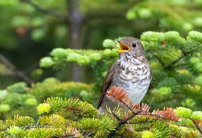 Bicknell's Thrush