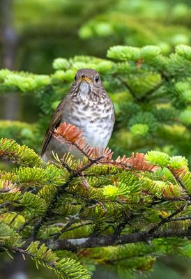 Bicknell's Thrush