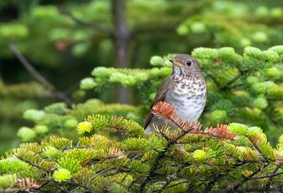 Bicknell's Thrush