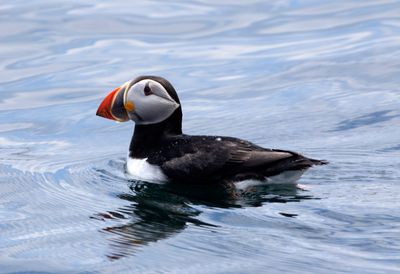 Atlantic Puffin