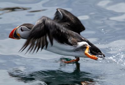 Guillemots and Puffins