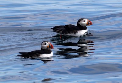 Atlantic Puffin
