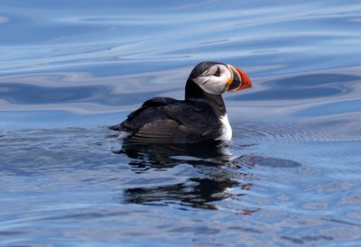 Atlantic Puffin