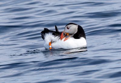 Atlantic Puffin