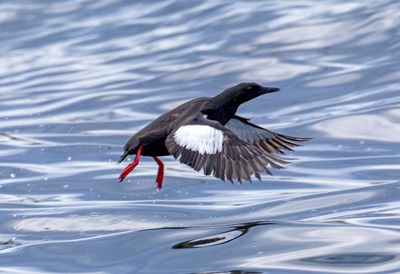 Black Guillemot