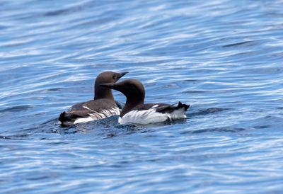 Common Murre