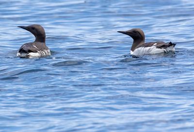 Common Murre