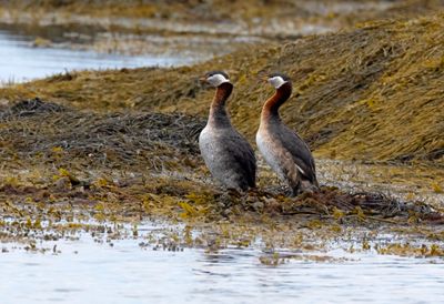 Red Necked Grebe