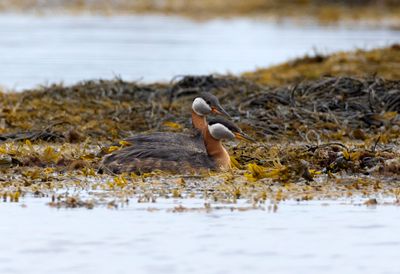 Red Necked Grebe