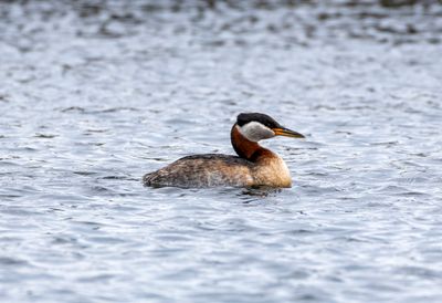Red Necked Grebe