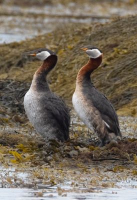 Red Necked Grebe