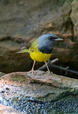 Mourning Warbler