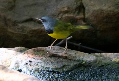 Mourning Warbler