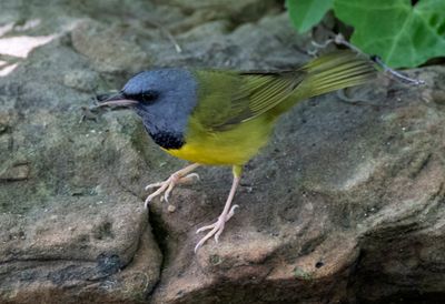Mourning Warbler