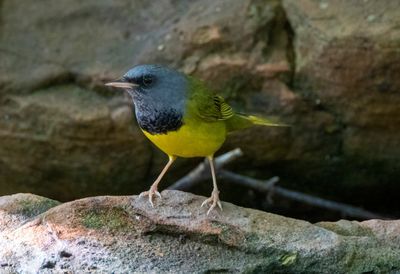 Mourning Warbler