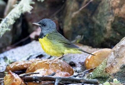 Mourning Warbler