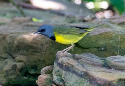 Mourning Warbler