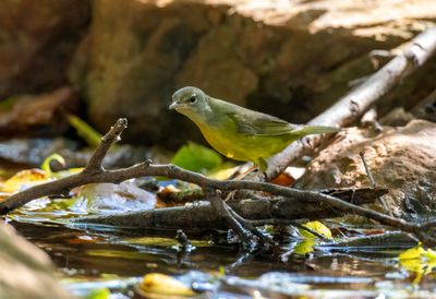Mourning Warbler