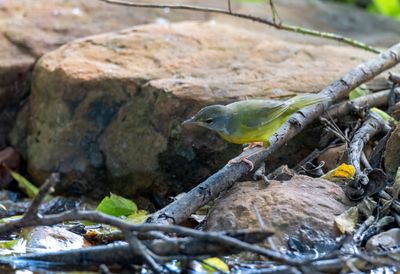Mourning Warbler