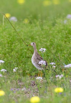 Upland Sandpiper