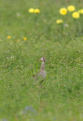 Upland Sandpiper