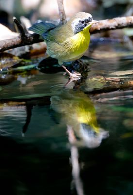 Common Yellowthroat