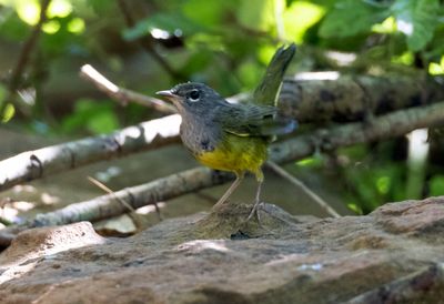 MacGillivray's Warbler