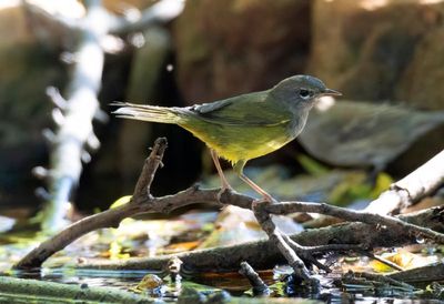 MacGillivray's Warbler