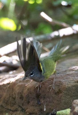 MacGillivray's Warbler