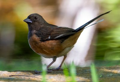 Eastern Towhee