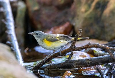 American Redstart