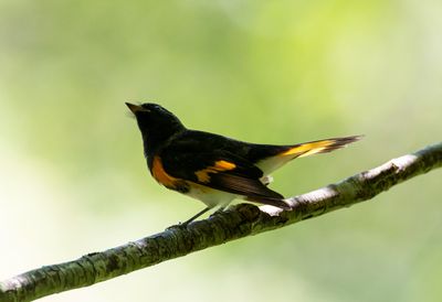 American Redstart