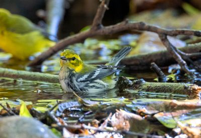 Black Throated Green Warbler