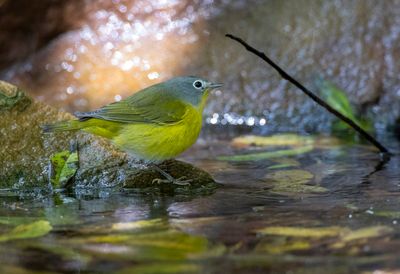 Nashville Warbler