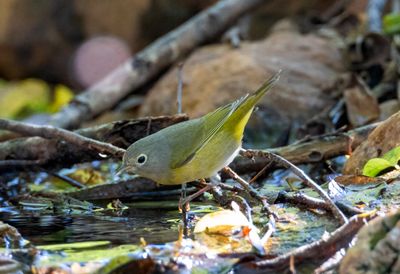 Nashville Warbler